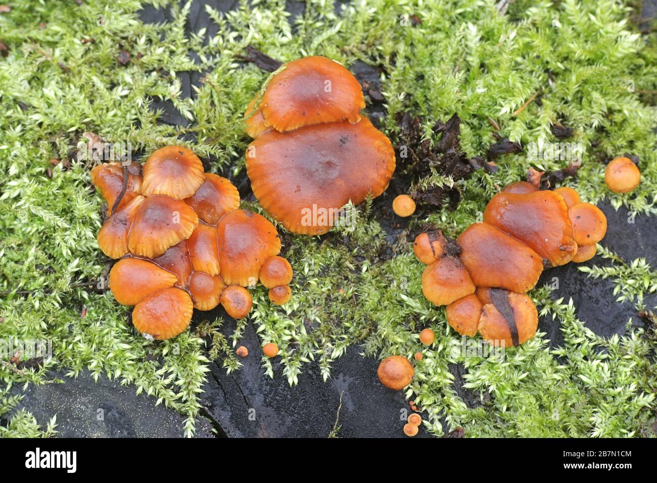 Flammulina velutipes, wie enokitake, futu, Meeresfrüchte Pilze, Pilze im Winter oder Winter Pilz, samt Fuß, samt Stengel oder samt Schaft bekannt Stockfoto