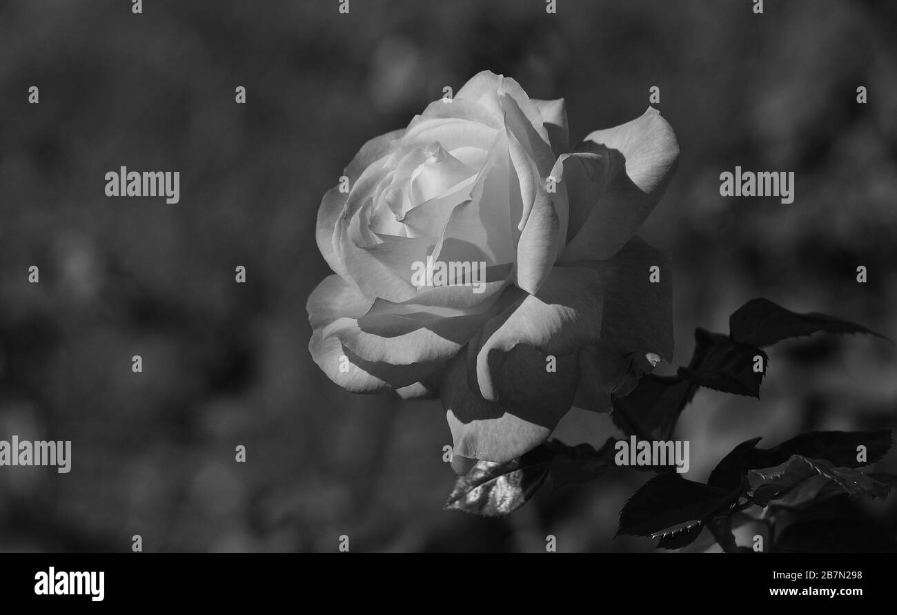Wunderschöne Rose in voller Pracht mit unfokussierten Hintergrund, Schwarz-Weiß-Modus Stockfoto