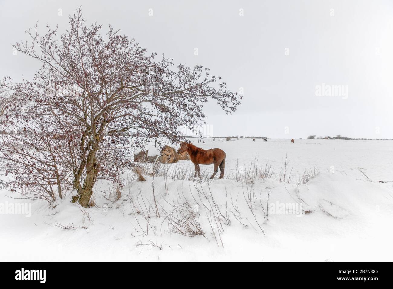 Extremer Winter auf der Insel Föhr, Nordsee, UNESCO-Welterbe, Nordfriesland, Schleswig-Holstein, Norddeutschland, Europa Stockfoto