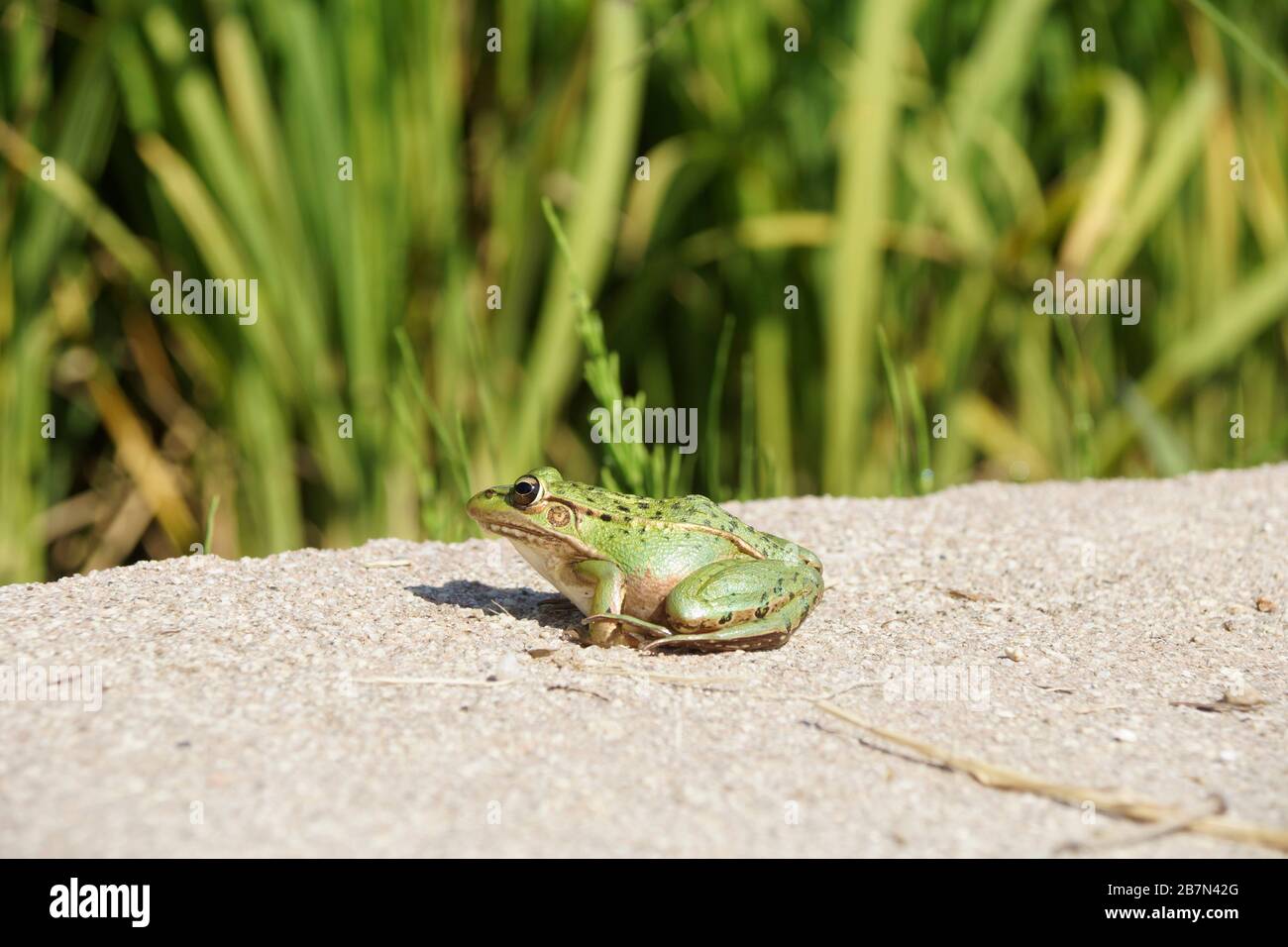 Frosch im Reisfeld Stockfoto