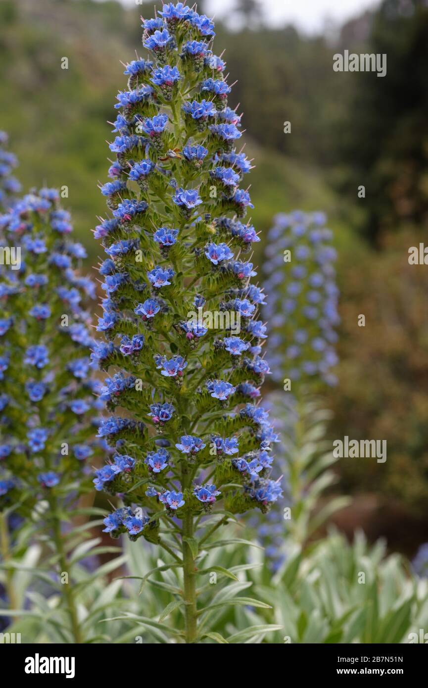Echium webbii, häufig endemischer Buglanz auf der gesamten kanareninsel La Palma Stockfoto