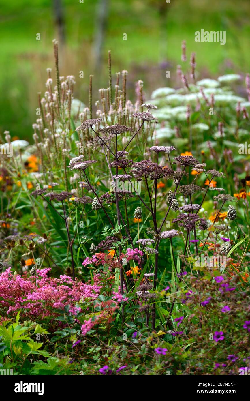 Angelica sylvestris purpurea Vicar's Mead, Wild Angelica, lila Stiele, lila Blumen, Blumenköpfe, umbelifter, Umbelebler, Garten, zweijährig, RM Floral Stockfoto