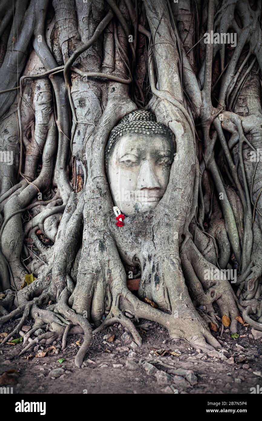 Leiter der Sandstein Buddha Bodhi Baum Wurzeln im Wat Mahathat Komplex in Ayutthaya, Thailand Stockfoto