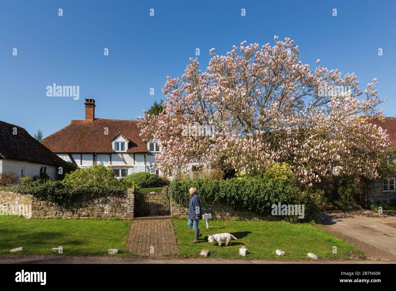 Eine Frau geht an einem prächtigen magnolienbaum in Lickfold, West Sussex vorbei, während die Sonne heute über das Land schone. Bilddatum Montag, 16. März, 20 Stockfoto