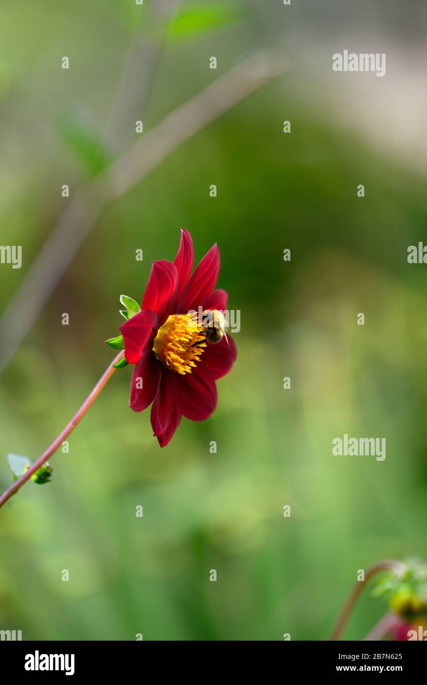 dahlia, peinige Dahlien, Setzling, dunkelrote Blumen, Blüte, Blume, bienenfreundlich, tierfreundlich, Nektar reich, RM floral Stockfoto