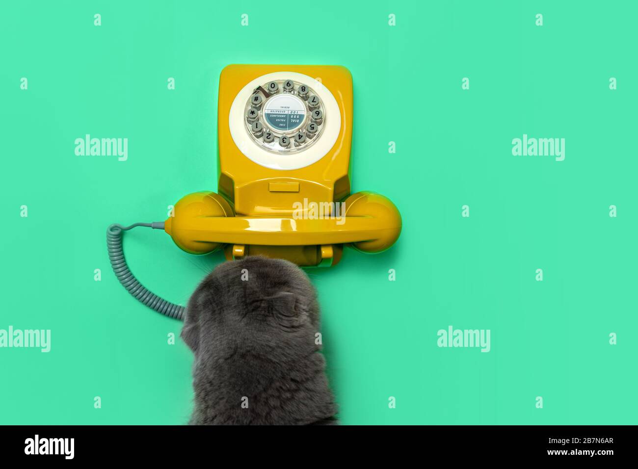 Rotationstelefon und Katze im Retro-Look auf grünem Minzfarbenhintergrund. Flaches Layout, Draufsicht, Kopierbereich. Stockfoto