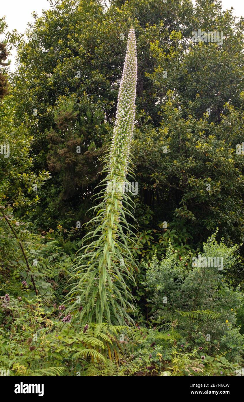 Echium pininana, La Palma endemischer Riesenbuglanz, sehr selten im Nordosten von La Palma Stockfoto