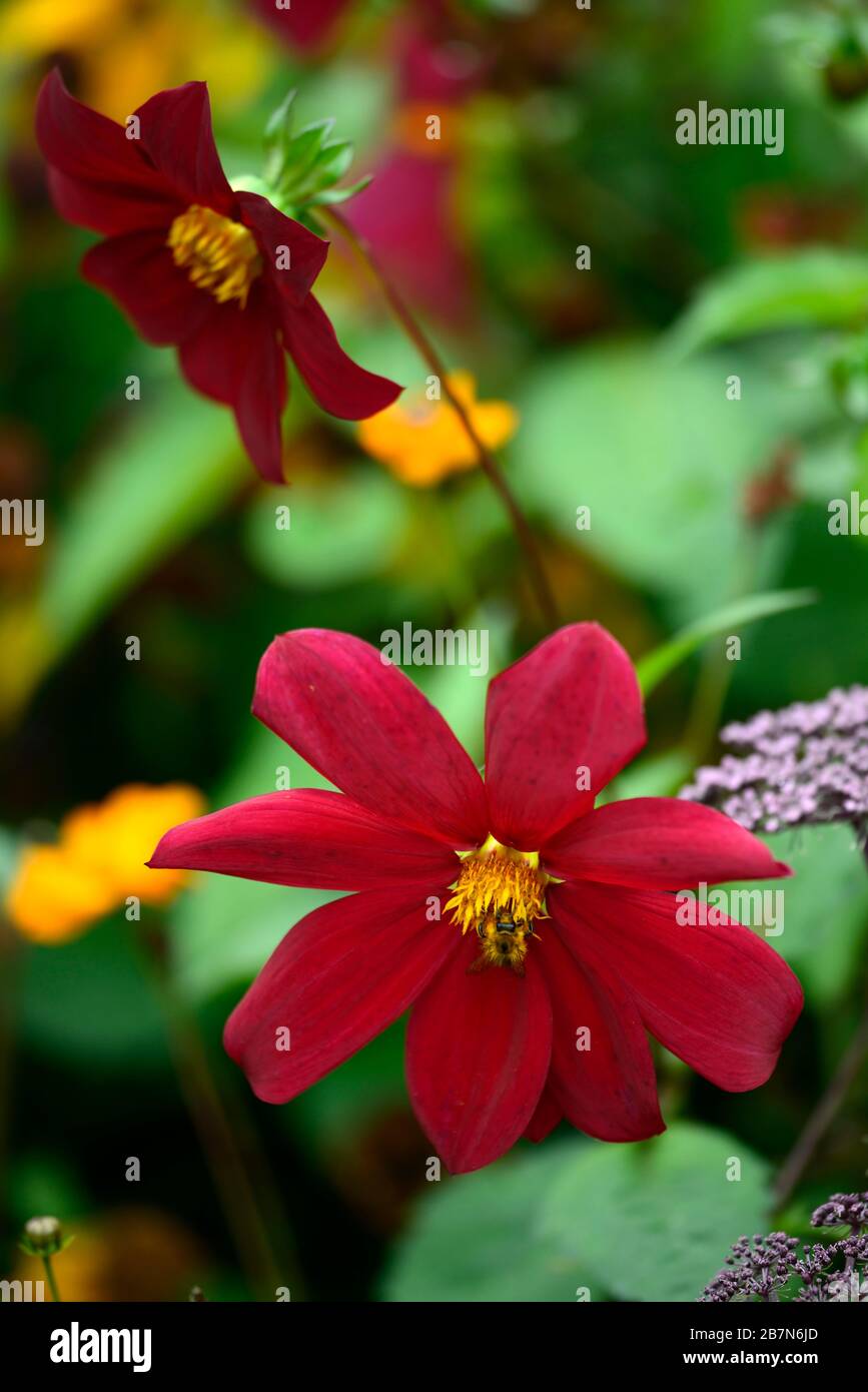 dahlia, peinige Dahlien, Setzling, kastanienbraute rote Blumen, Blüte, Blume, bienenfreundlich, tierfreundlich, Nektarreich, RM-Blumenmuster Stockfoto