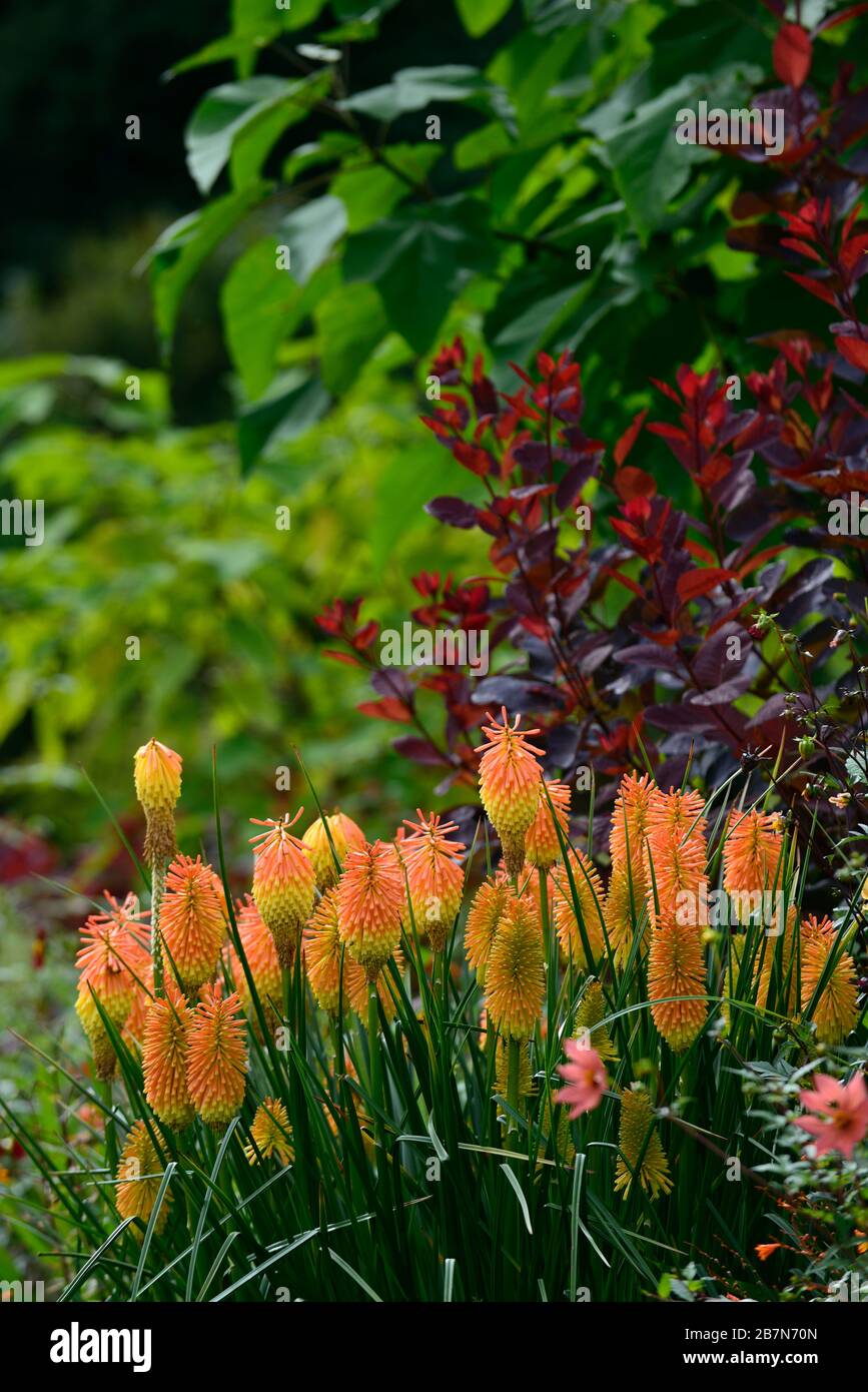 kniphofia Tawny King, rot Hot Poker tawny King, Orange, Blume, Blumen, Spitzen, Stacheln, Blähungen, Kotinus, Smokebush, lila Blätter, Laub, RM Floral Stockfoto