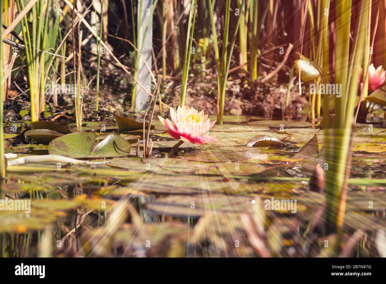 Blume auf dem Wasser mit Sonnenschein Stockfoto