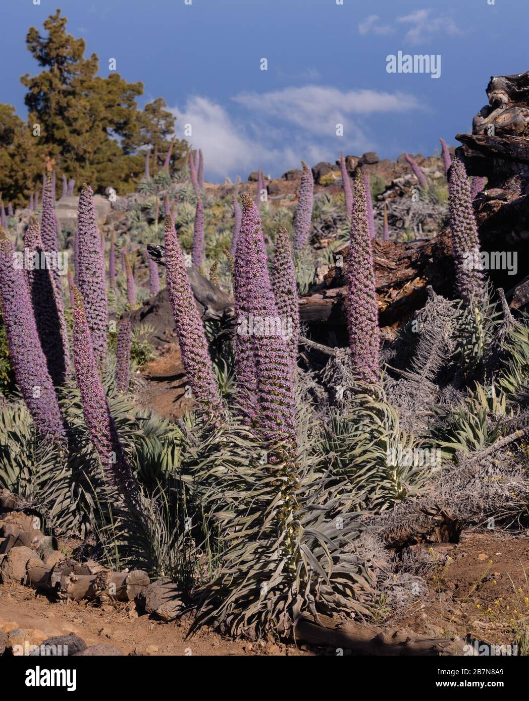 Echium perezii, eine endemische Unterart von La Palma in seinem natürlichen Lebensraum Stockfoto