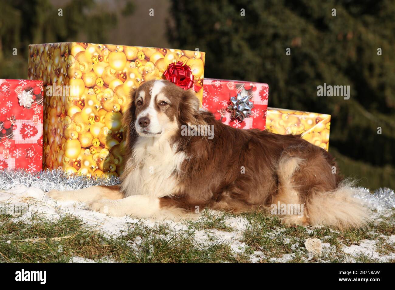 Fantastischer australischer Hirte mit weihnachtsgeschenken im Winter Stockfoto
