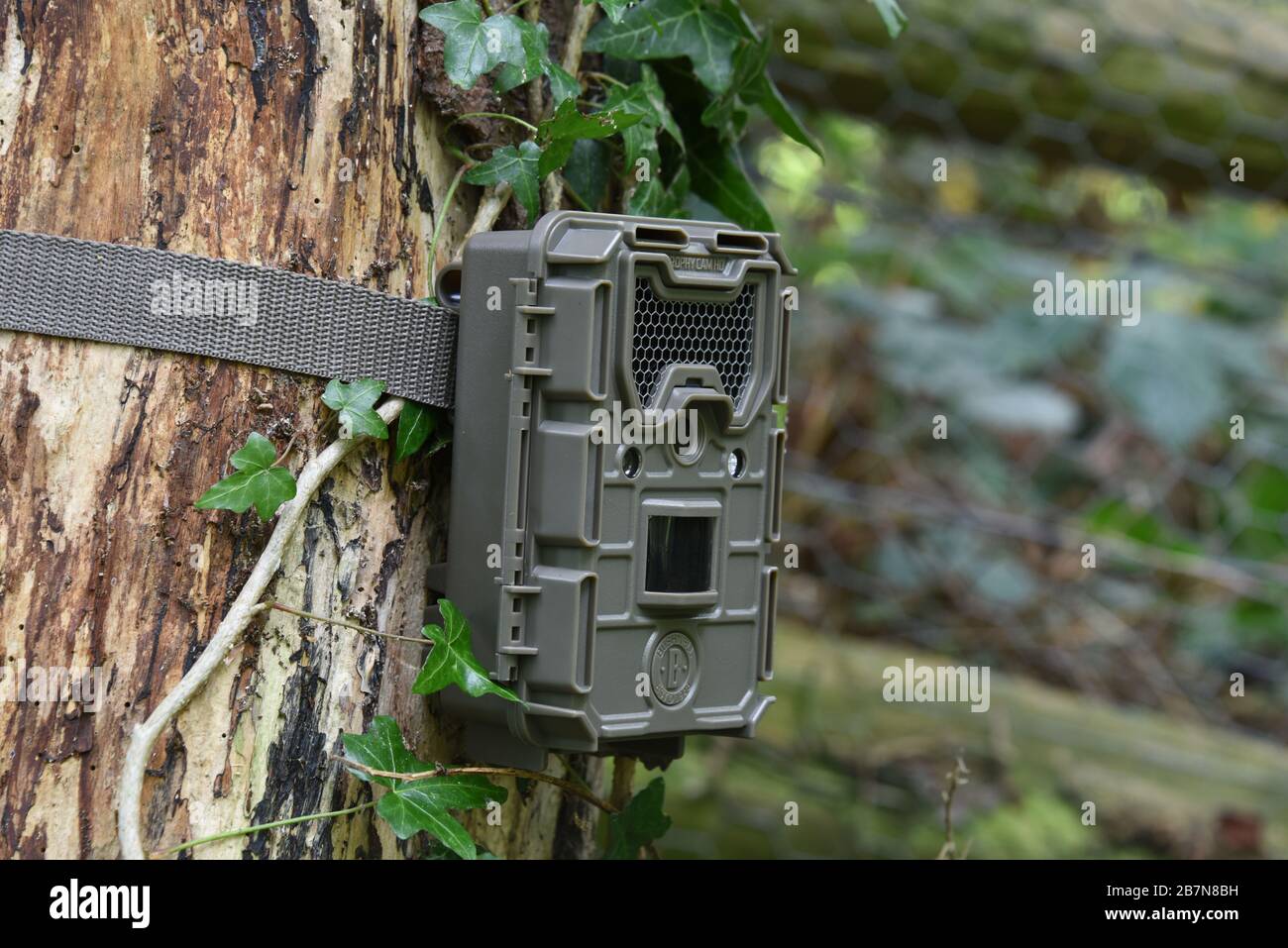 Nahaufnahme einer Bushnell-Trail-Kamera, die an einen Baum gekappt ist, der in Wald in Großbritannien mit Evit bedeckt ist. Stockfoto