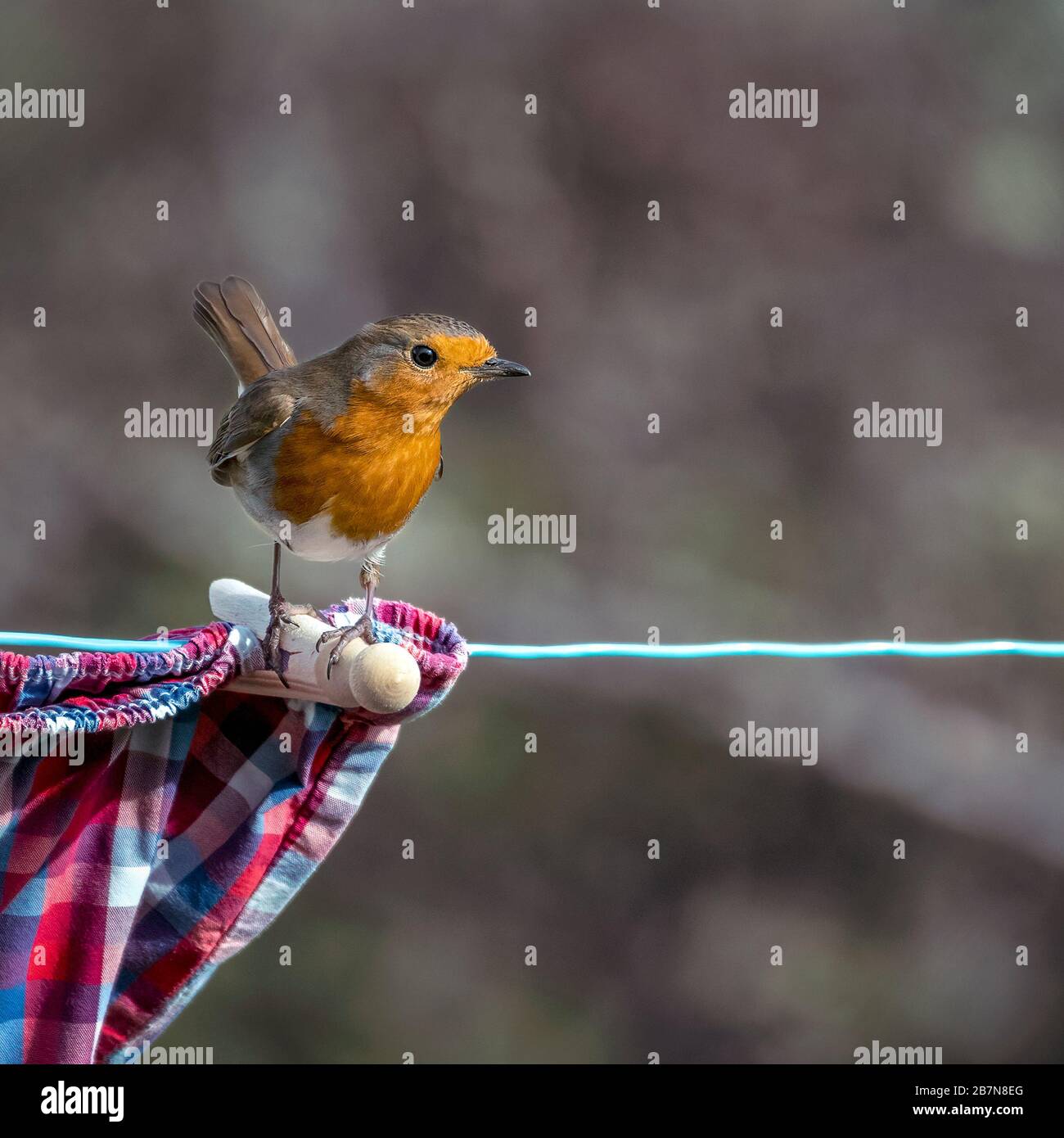 Der europäische Robin (Erithacus rubecula) thront auf einem Holzpflock auf einer Waschstraße Stockfoto