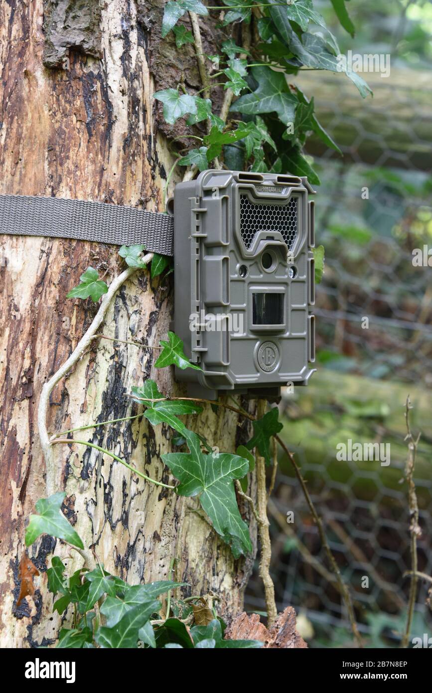 Nahaufnahme einer Bushnell-Trail-Kamera, die an einen Baum gekappt ist, der in Wald in Großbritannien mit Evit bedeckt ist. Stockfoto
