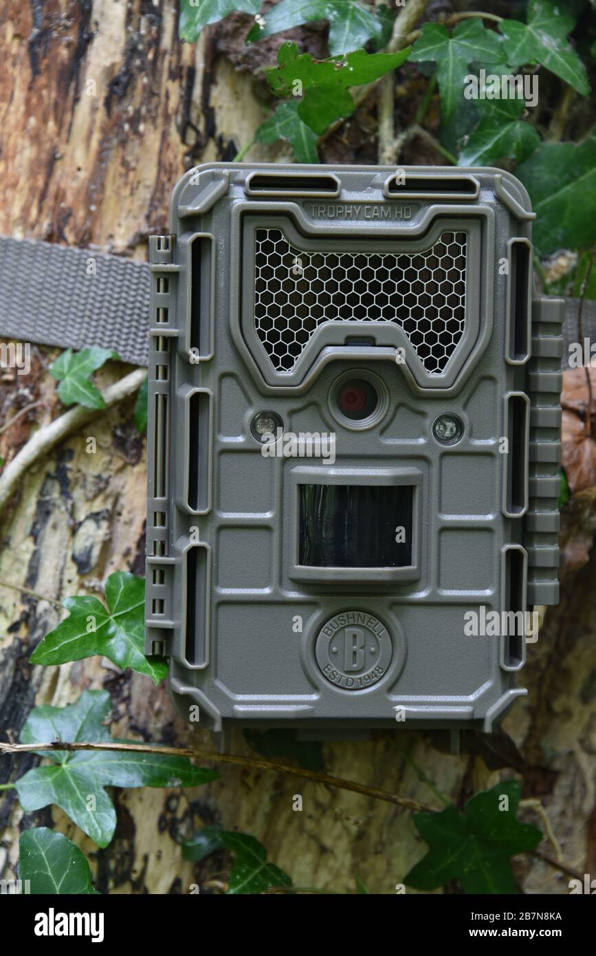 Nahaufnahme einer Bushnell-Trail-Kamera, die an einen Baum gekappt ist, der in Wald in Großbritannien mit Evit bedeckt ist. Stockfoto
