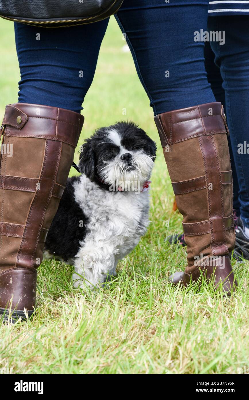 Der kleine schwarze und weiße Hund auf einem Feld blickt auf die Kamera, zwischen den Beinen des Besitzers. Stockfoto