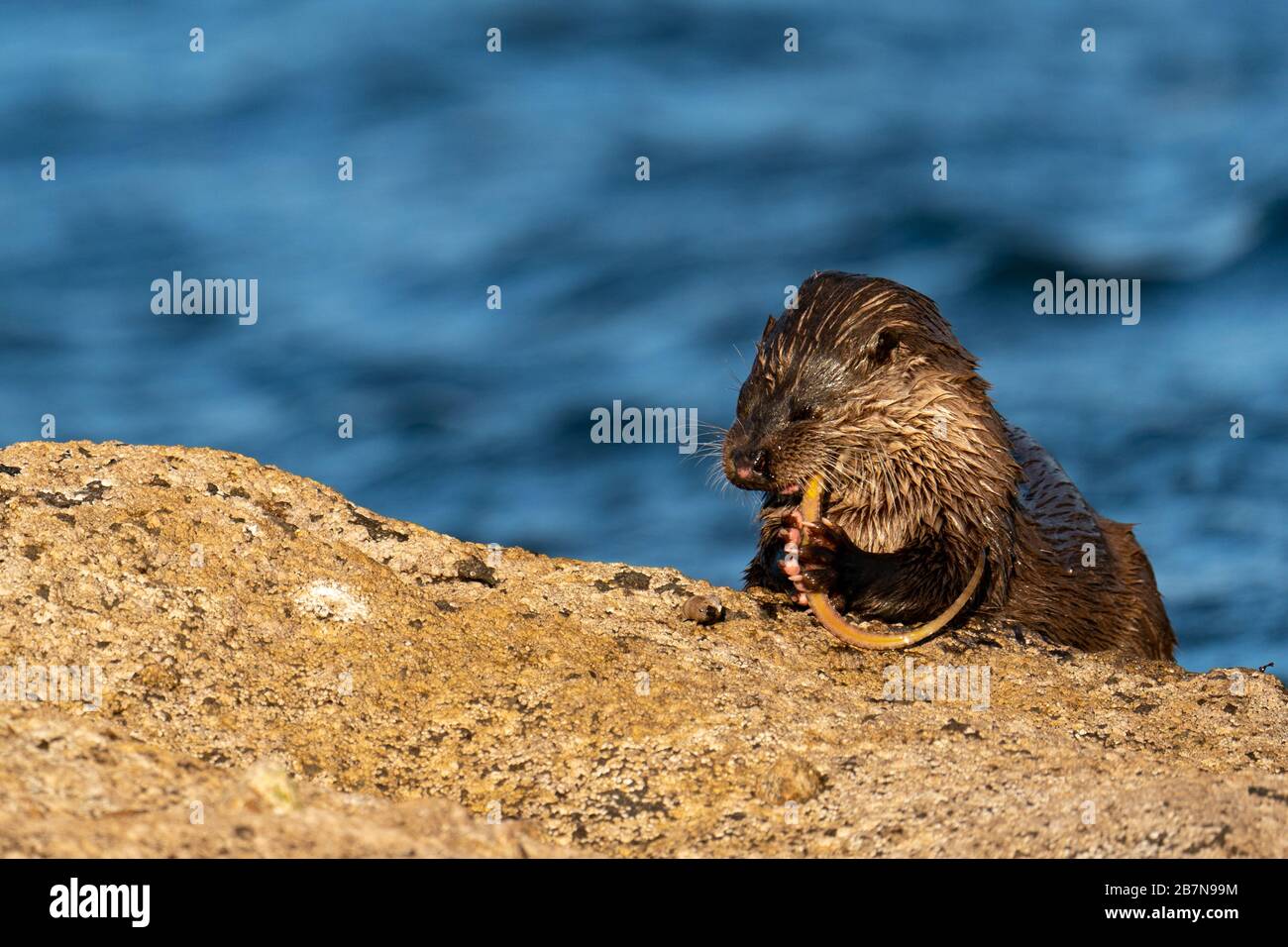 Europäischer Otter (Lutra Lutra) Quader, der einen Pfeifenfisch isst Stockfoto