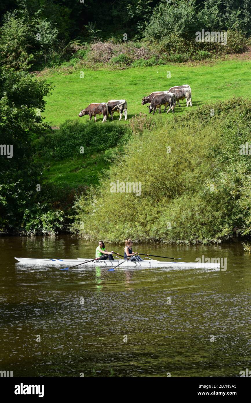 Zwei junge Frauen, die am Fluss Severn in Shrewsbury rudern, passieren eine kleine Herde von Kühen auf dem Ufer über ihnen. Stockfoto