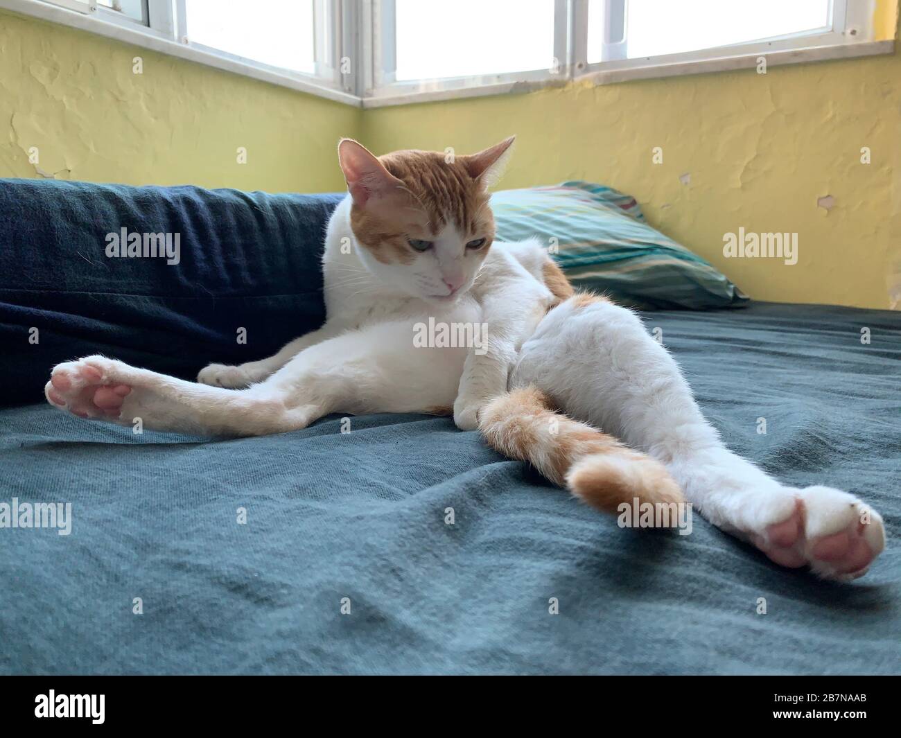 Ingwerkatze im Heim öffne das Bein wie Yogapose, säubere sich Stockfoto