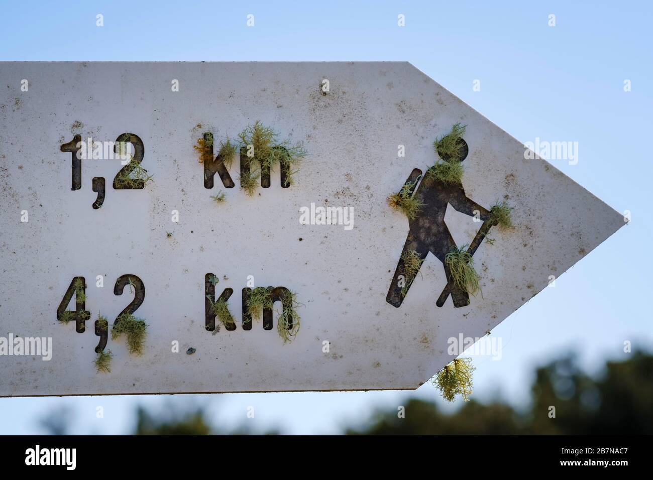 Wegweiser für Wanderwege überwachsen mit Flechten, La Gomera, Kanarische Inseln, Spanien Stockfoto