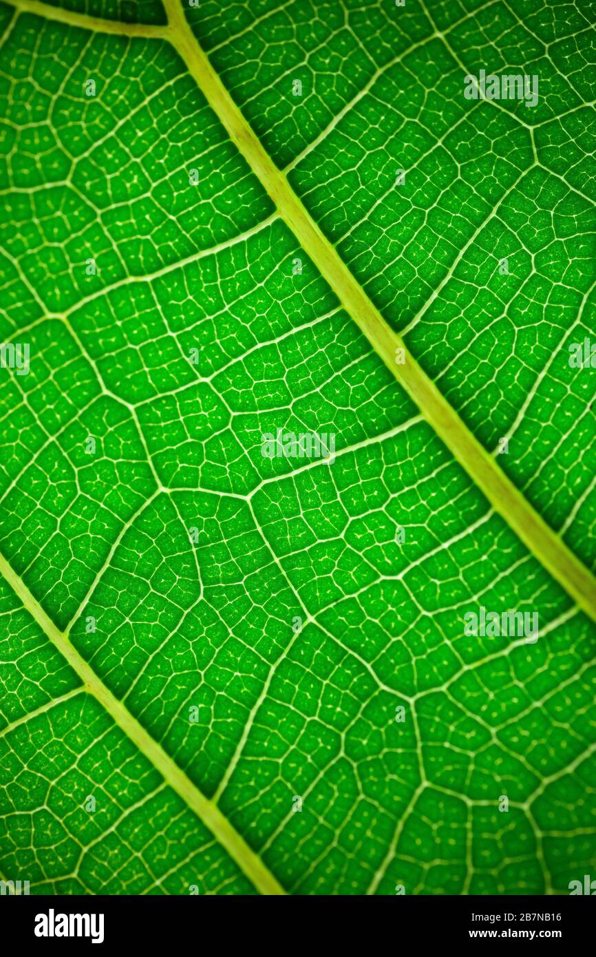 Pflanzenblatt im Makro. Grüne Textur und Muster auf einem Blatt einer Pflanze. Grüner Natur, oragnischer Hintergrund. Stockfoto