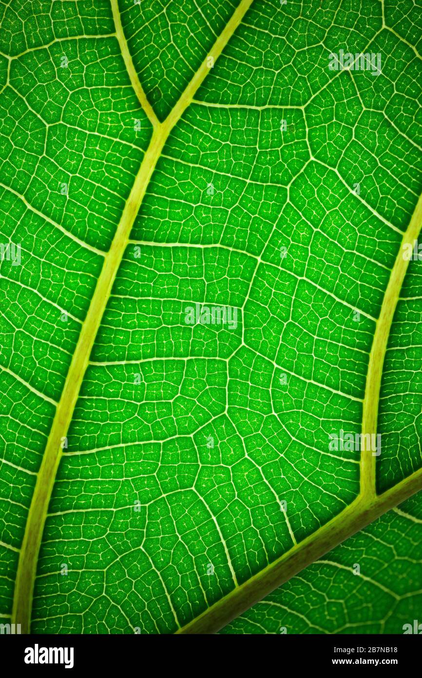 Pflanzenblatt im Makro. Grüne Textur und Muster auf einem Blatt einer Pflanze. Grüner Natur, oragnischer Hintergrund. Stockfoto
