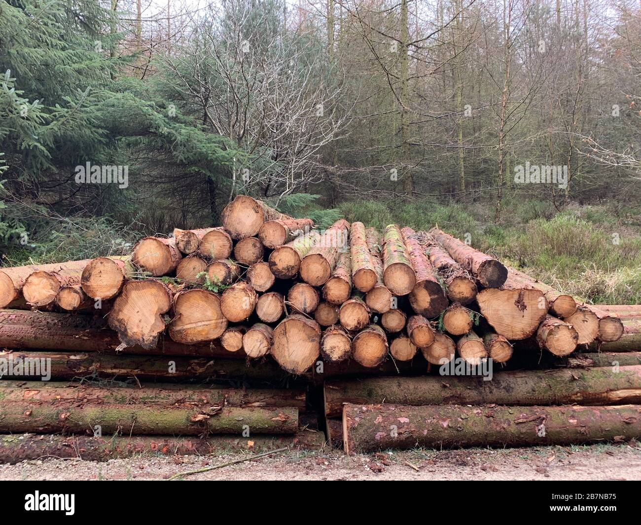 Baumfällung im Cropton Forest, durchgeführt von Forestry England. Stockfoto