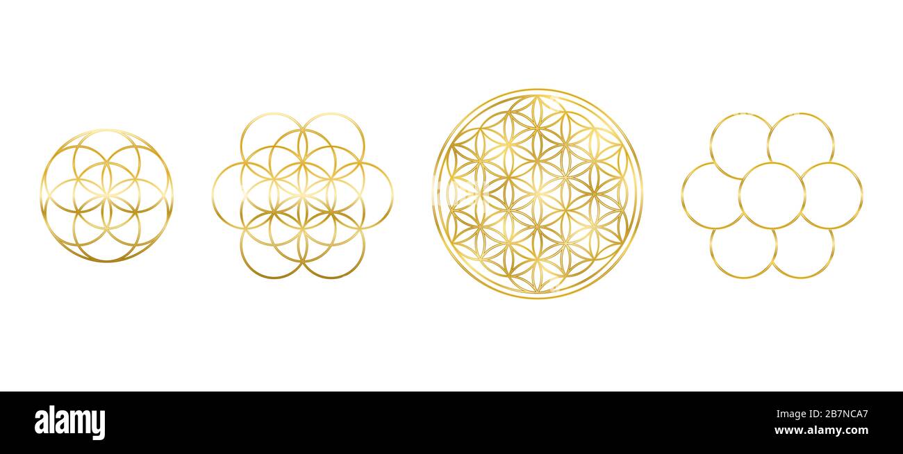 Goldene Blume des Lebens, des Samens und des Eies des Lebens. Geometrische Figuren, spirituelle Symbole und heilige Geometrie. Kreise bilden ein symmetrisches blumenähnliches Muster. Stockfoto