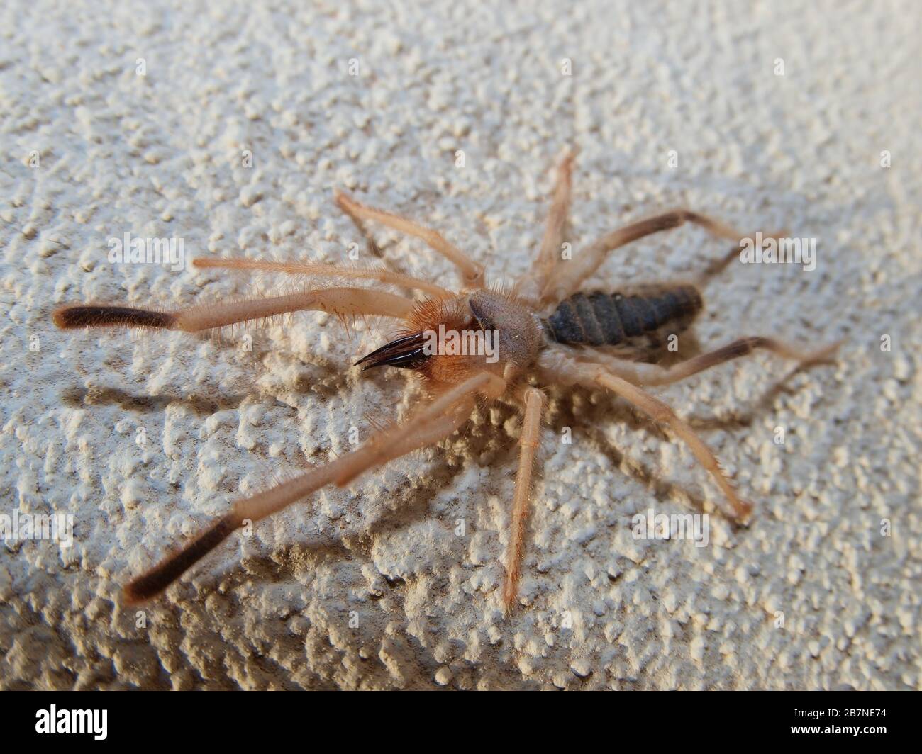 Ein in Arizona heimischer Arachnid nannte sich SunSpider. Keine echte Spinne, aber sie hat die größten Kiefer im Vergleich zur Körpergröße im Tierreich. Stockfoto