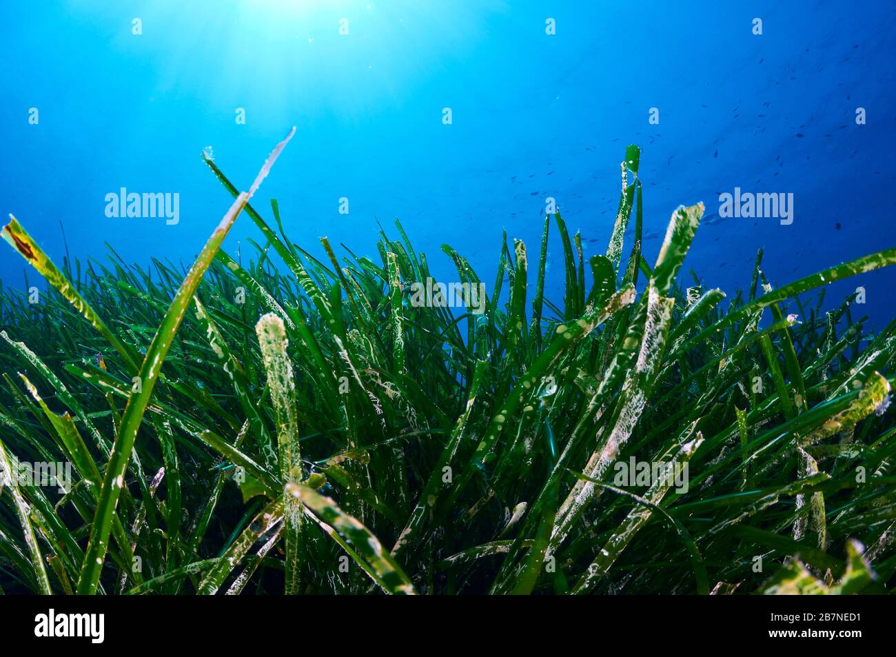 Unterwasserseagrass Neptun (Posidonia ozeanica) unter Sonneneinstrahlung im Naturpark Ses Salines (Formtera, Balearen, Mittelmeer, Spanien) Stockfoto