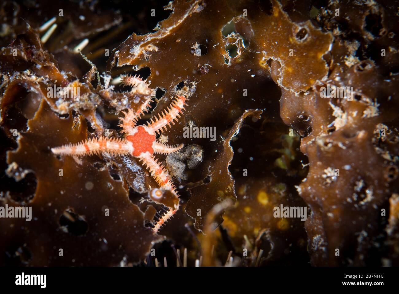 Spröde Sea Star unter Wasser im Sankt-Lorenz-Golf in Kanada Stockfoto