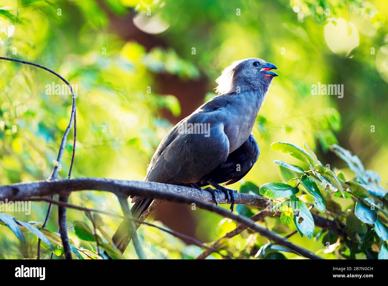 Grauer Lourie (Go-Away Bird) thront in einem Baum im Kruger National Park, Südafrika Stockfoto