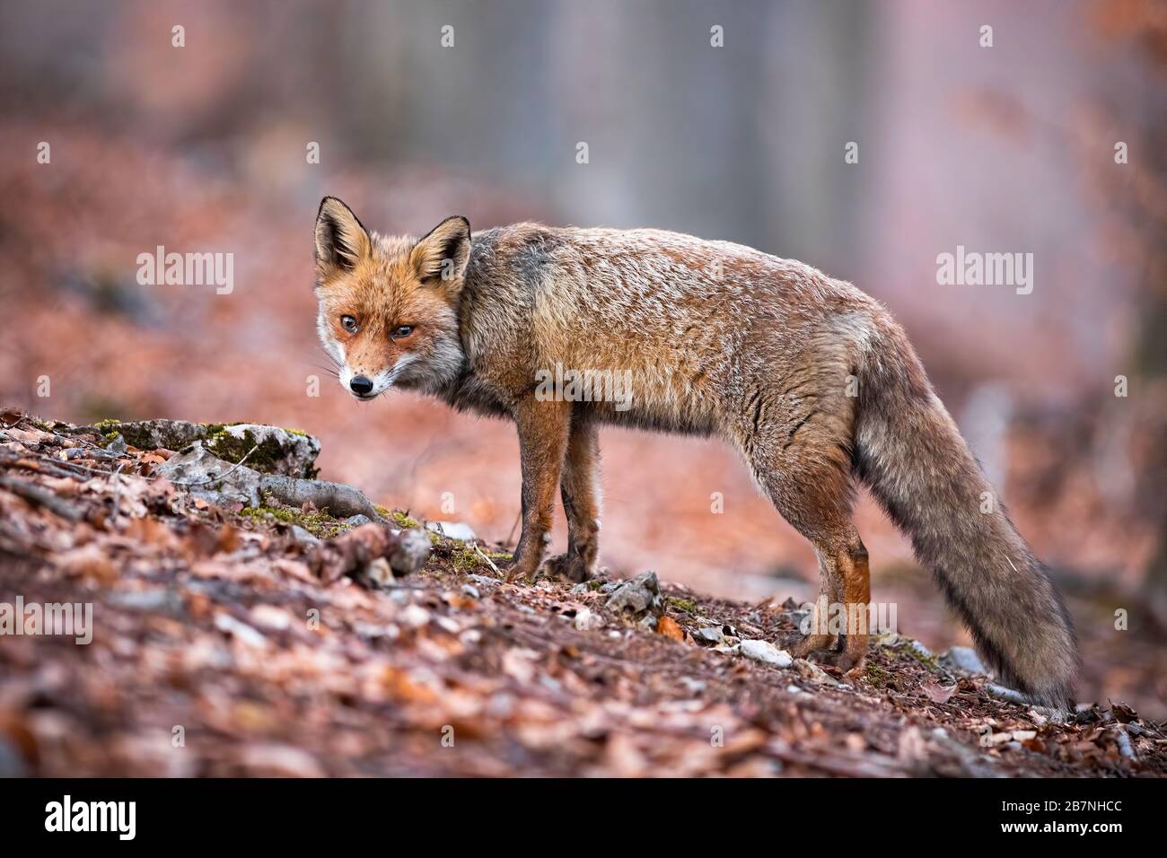 Trauriger Rotfuchs mit puffigen Fichten auf dem Spaziergang im Wald voller trockener Blätter Stockfoto