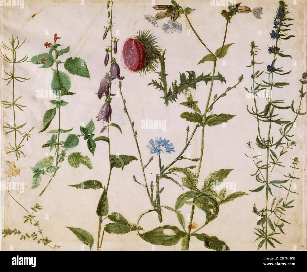 Acht Studien über Wildblumen, ca. 1515-1520. Gefunden in der Sammlung von Musee Bonnat, Bayonne. Stockfoto
