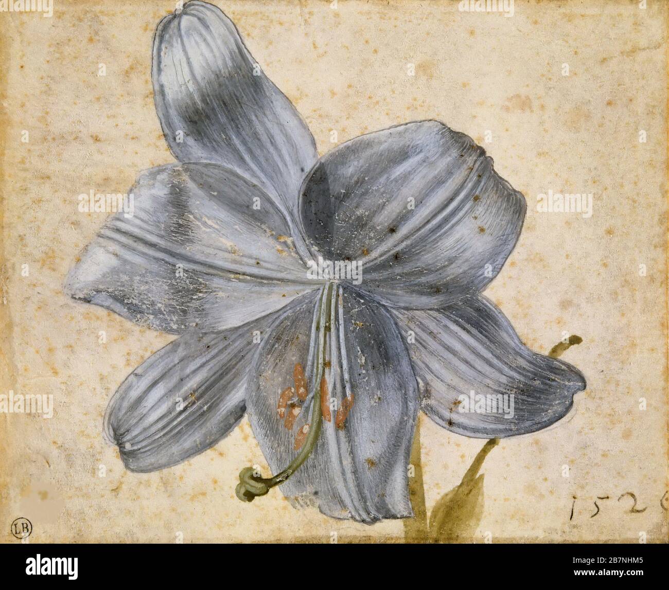 Studie über eine Lilie, 1526. Gefunden in der Sammlung von Musee Bonnat, Bayonne. Stockfoto
