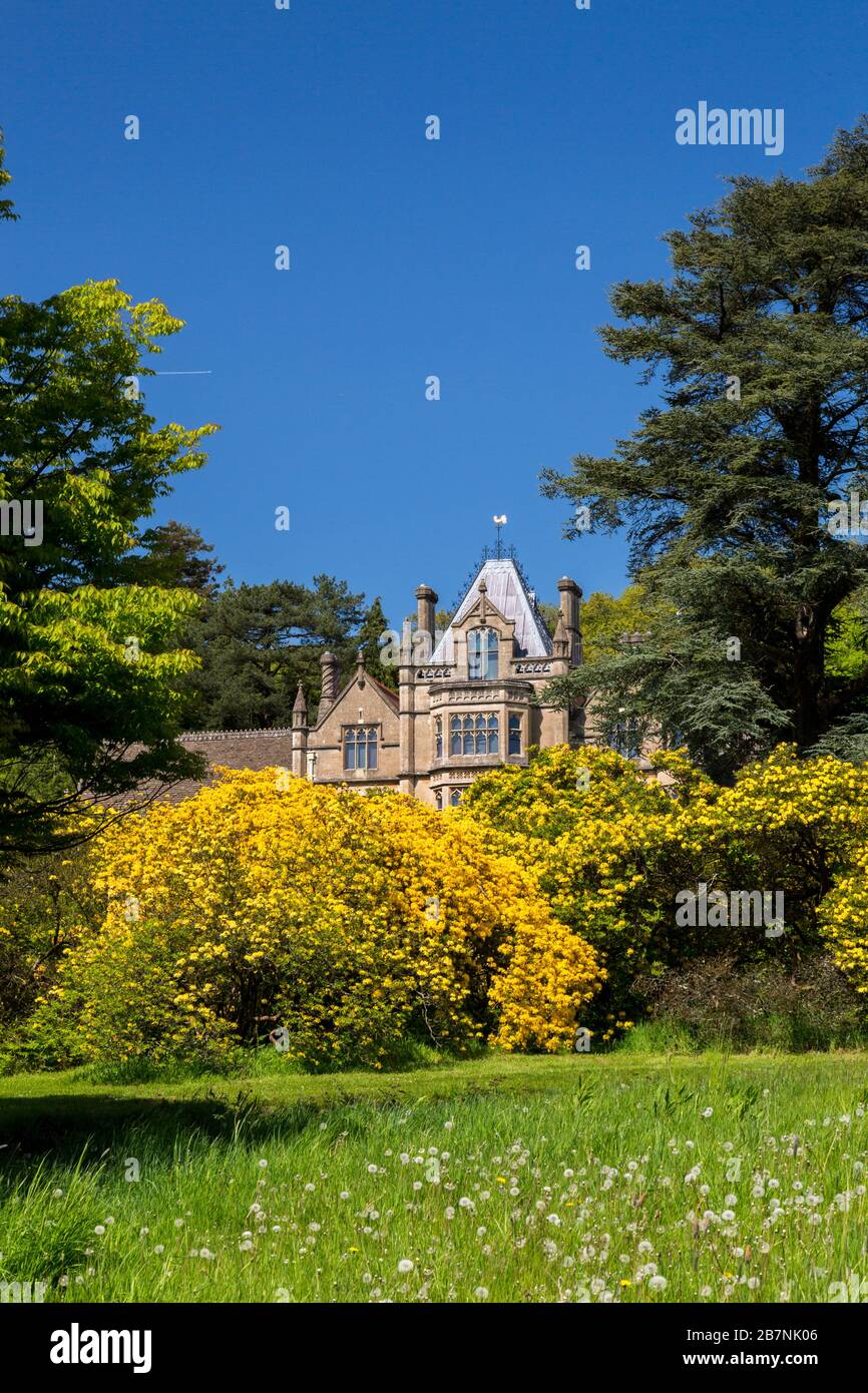 Viktorianische Architektur des Gothic Revival und farbenfrohe Azaleen im Tyntesfield House, NR Wraxall, North Somerset, England, Großbritannien Stockfoto