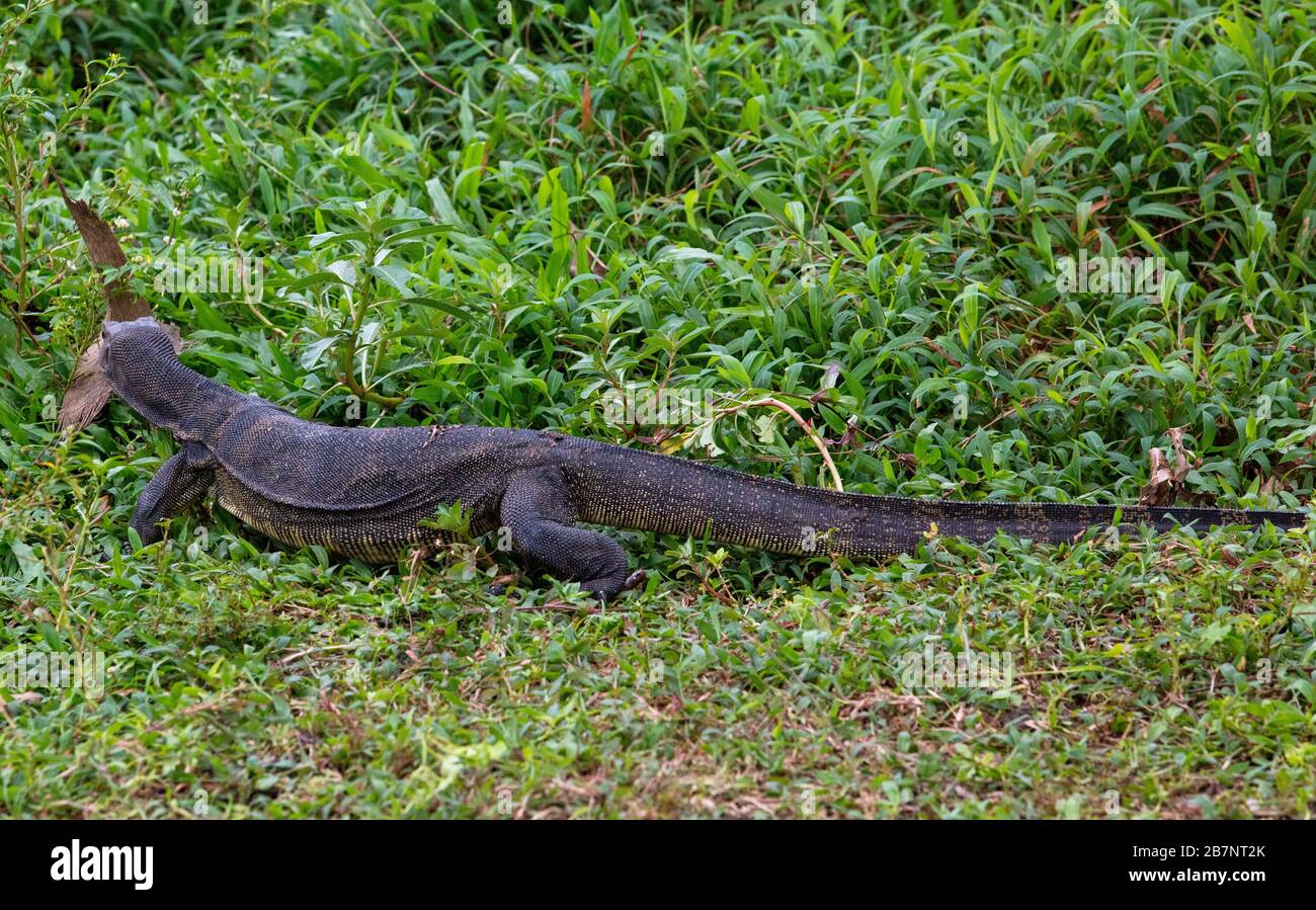 Malayanischer Wasser-Monitor, Lizard, in der Nähe eines Sees in den Botanischen Gärten von Singapur. Stockfoto