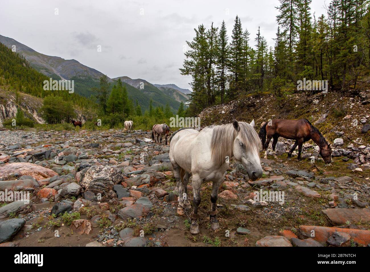 Weiße und braune Pferde weiden auf steinigen Böden in den Bergen. Die Beine der Pferde sind gefesselt. Wald und Bergketten in der Ferne Stockfoto