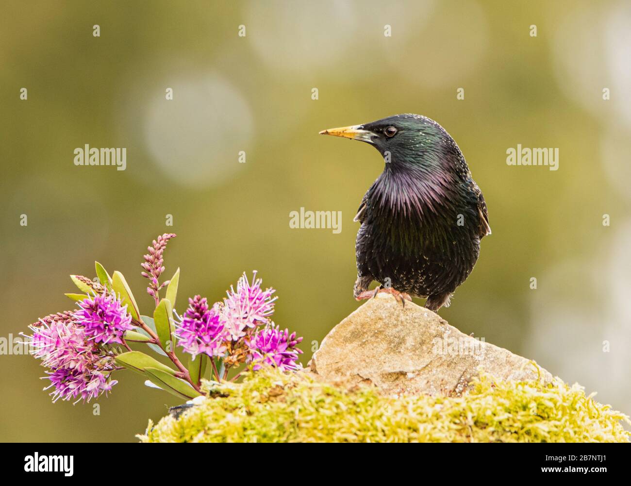 Starling, Sturnus vulgaris, in einem britischen Garten im Sonnenschein Stockfoto
