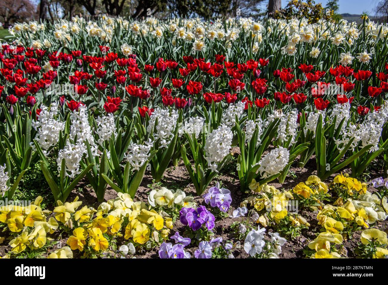 Meer von ​​color auf Blumen im Blumenbeet Stockfoto