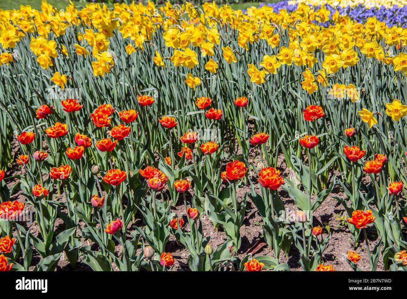 Meer von ​​color auf Blumen im Blumenbeet Stockfoto