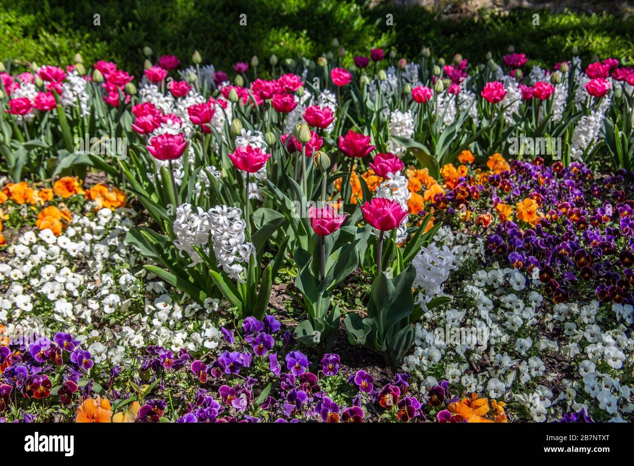 Meer von ​​color auf Blumen im Blumenbeet Stockfoto