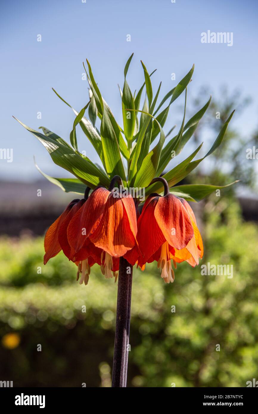 Meer von ​​color auf Blumen im Blumenbeet Stockfoto