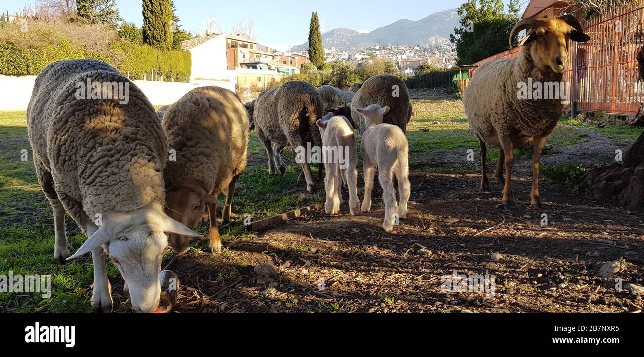 Schafe in der Natur auf der Wiese. Landwirtschaft im Freien. Mobile Fotografie. Stockfoto