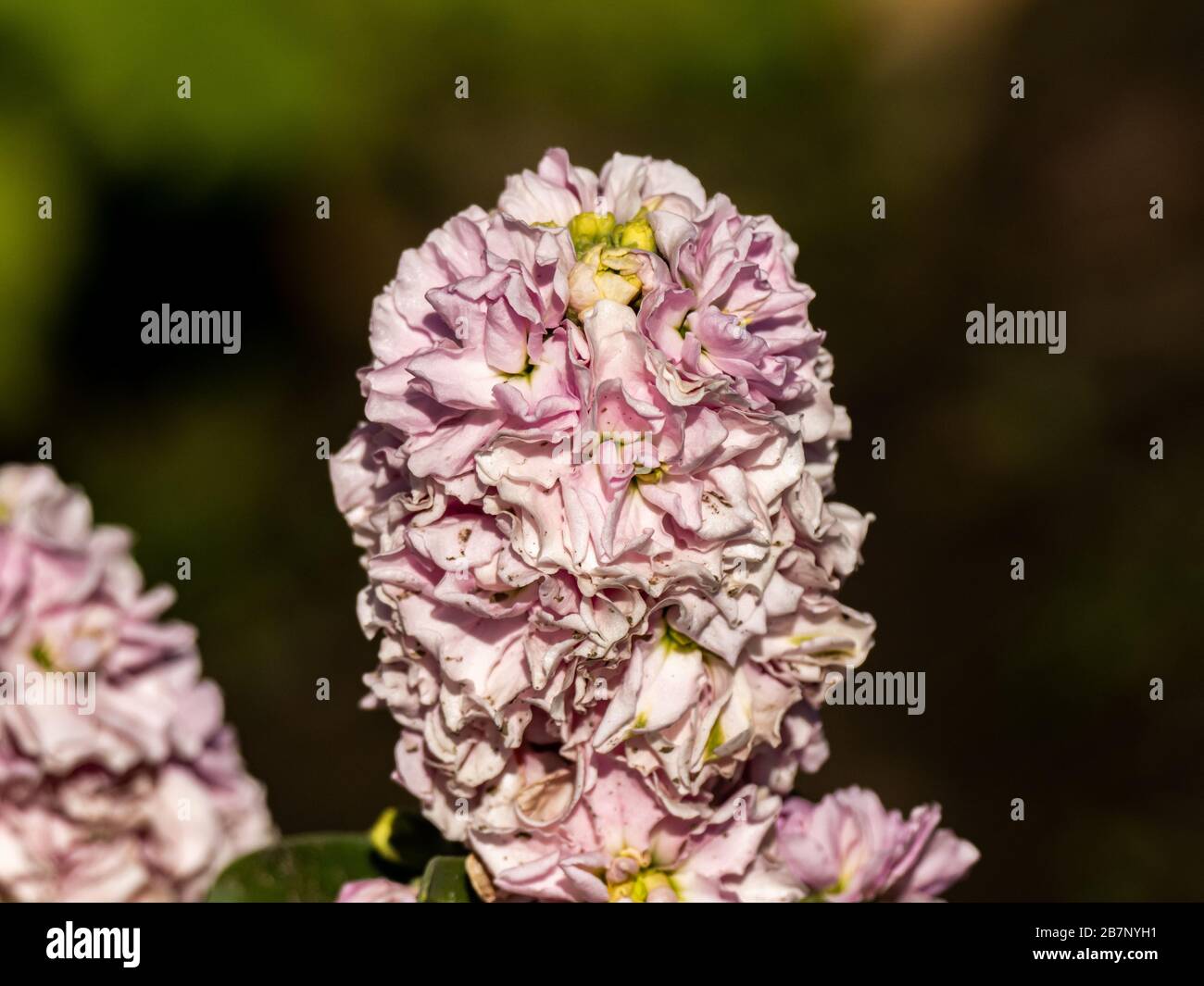 Selektive Fokusaufnahme einer rosa Blume im Izumi-Wald in Yamato, Japan mit unscharfem Hintergrund Stockfoto