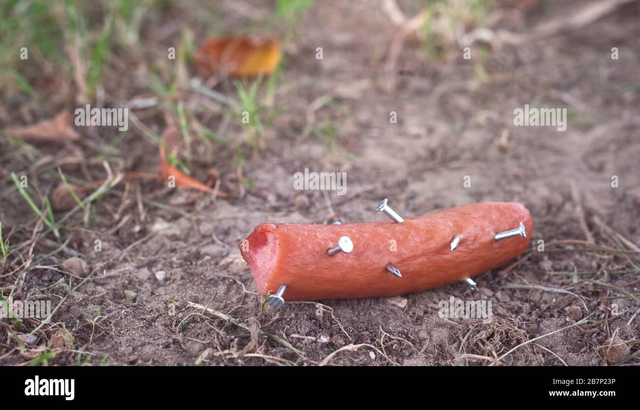 Nahaufnahme einer Wurst mit Nägeln auf der Wiese. Giftiger Köder. Stockfoto