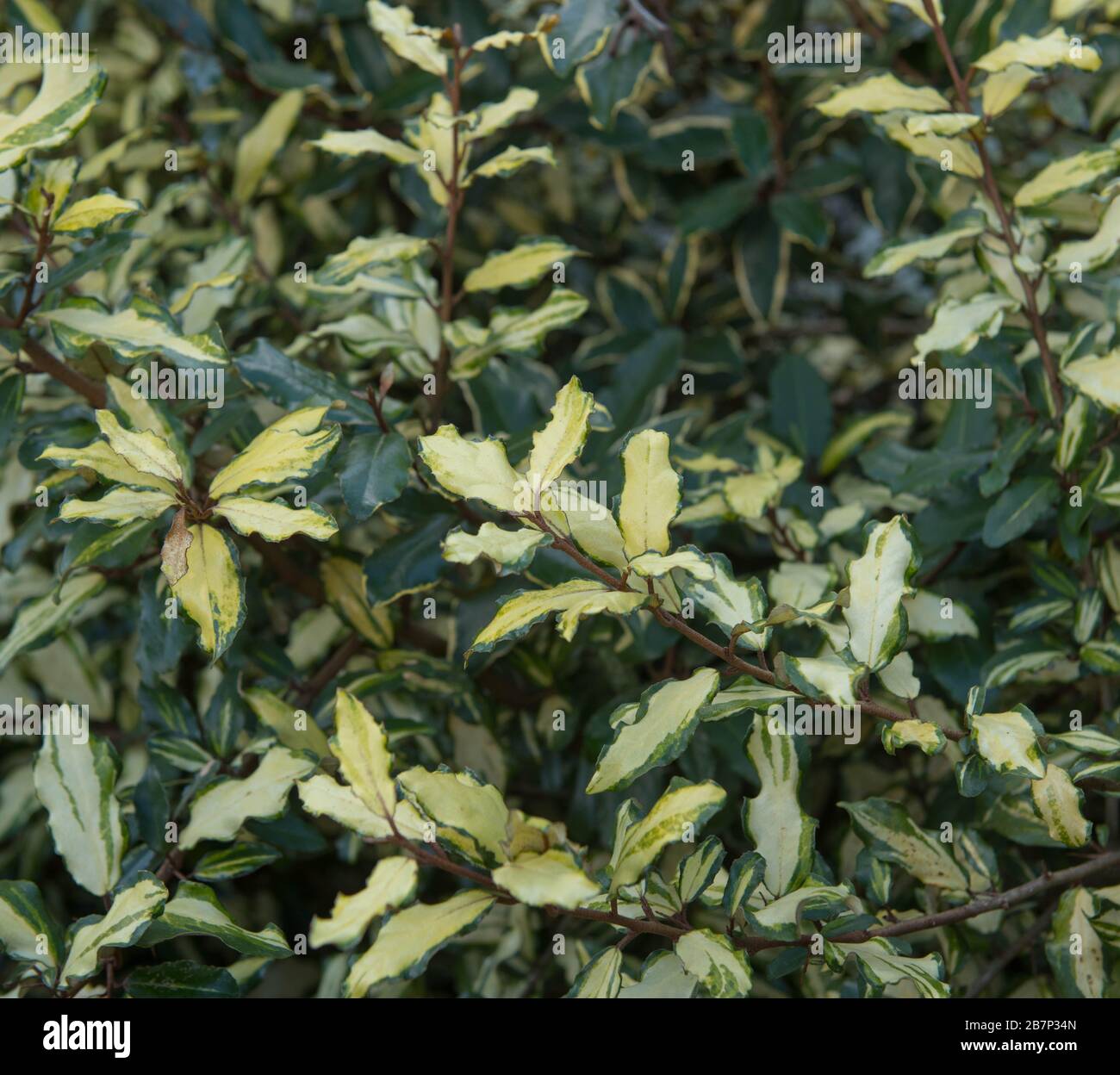 Winterliches Laub eines Evergreen Oleaster-Strauchs (Elaeagnus pungens 'Frederici'), der in einem Country Cottage Garden im ländlichen Devon, England, wächst Stockfoto