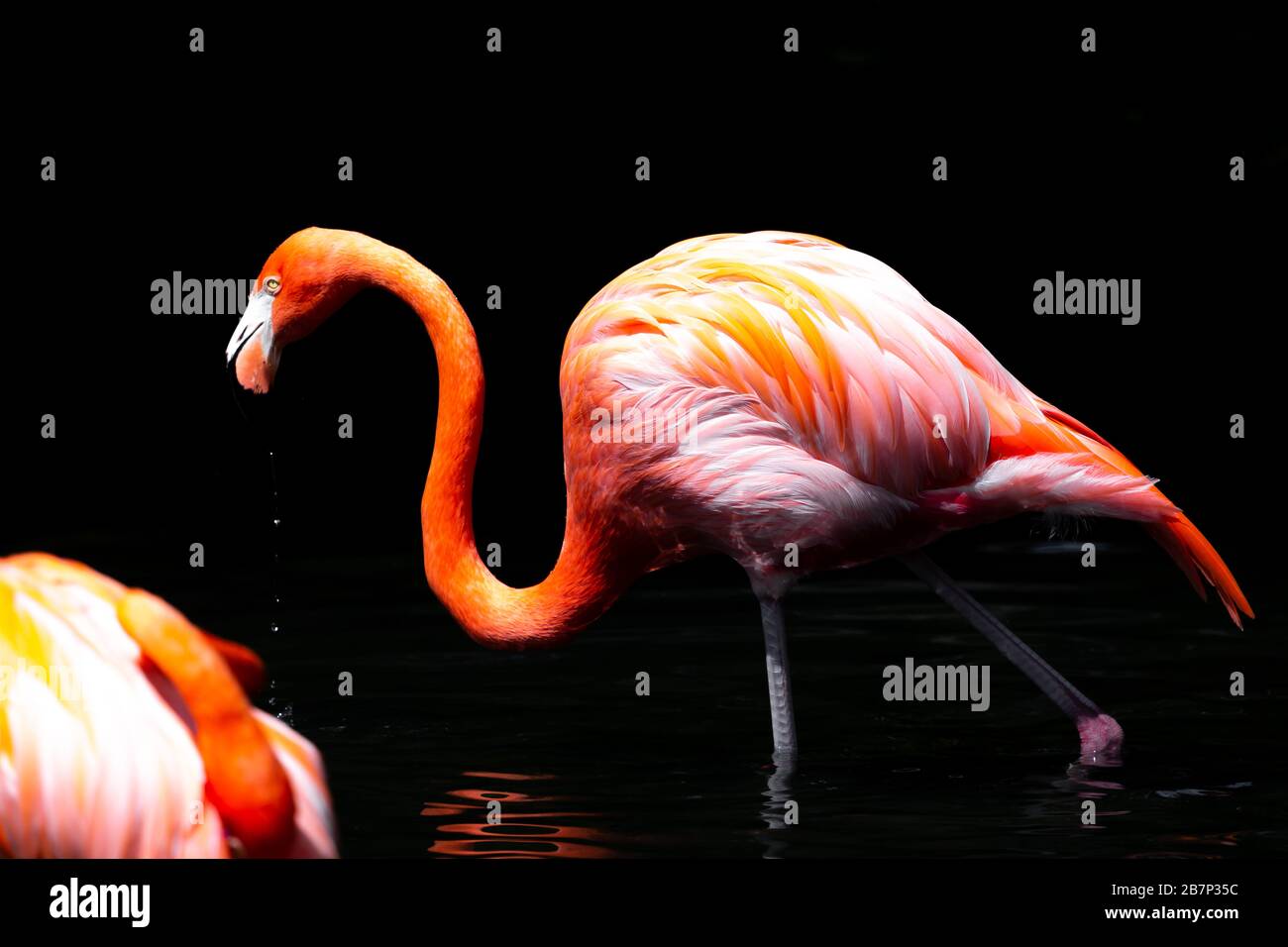 Farbige Landschaftsbilder von Flamingos, die in einem Naturreservat mit einer Beleuchtung mit geringer Lichtquelle fotografiert wurden. Stockfoto