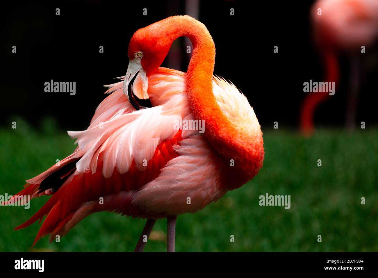 Farbige Landschaftsbilder von Flamingos, die in einem Naturreservat mit einer Beleuchtung mit geringer Lichtquelle fotografiert wurden. Stockfoto